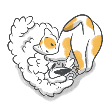 What Is a Sploot? Definition, Examples, and Cuteness Overload