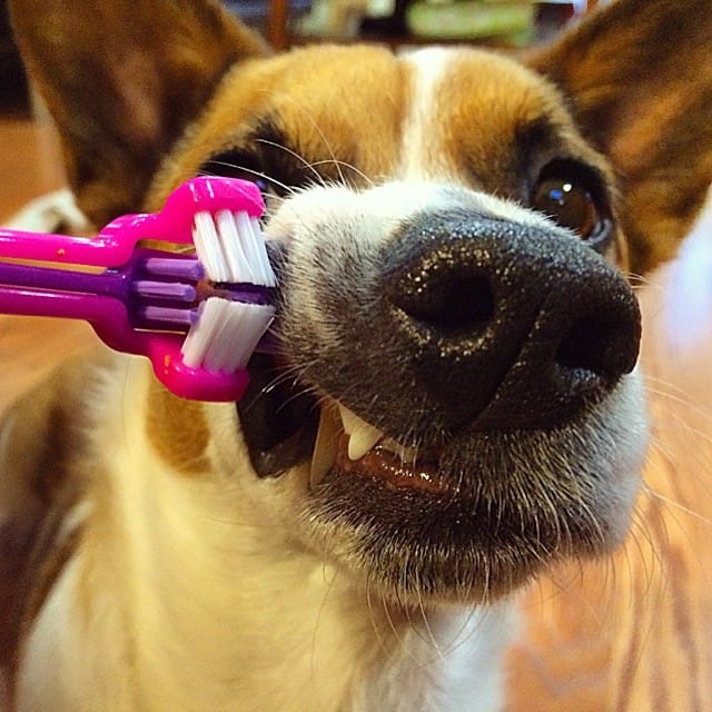 oral hygiene basics for dogs