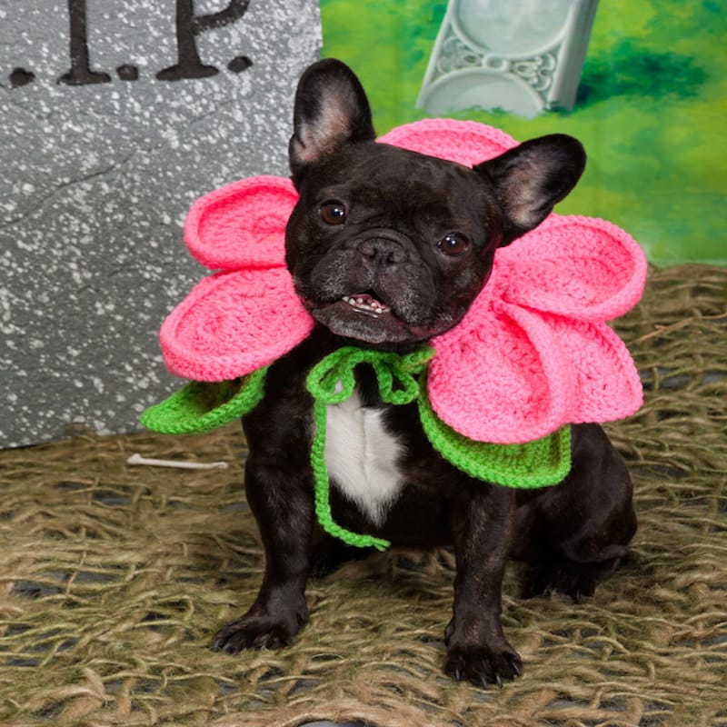 dog dressed as a flower