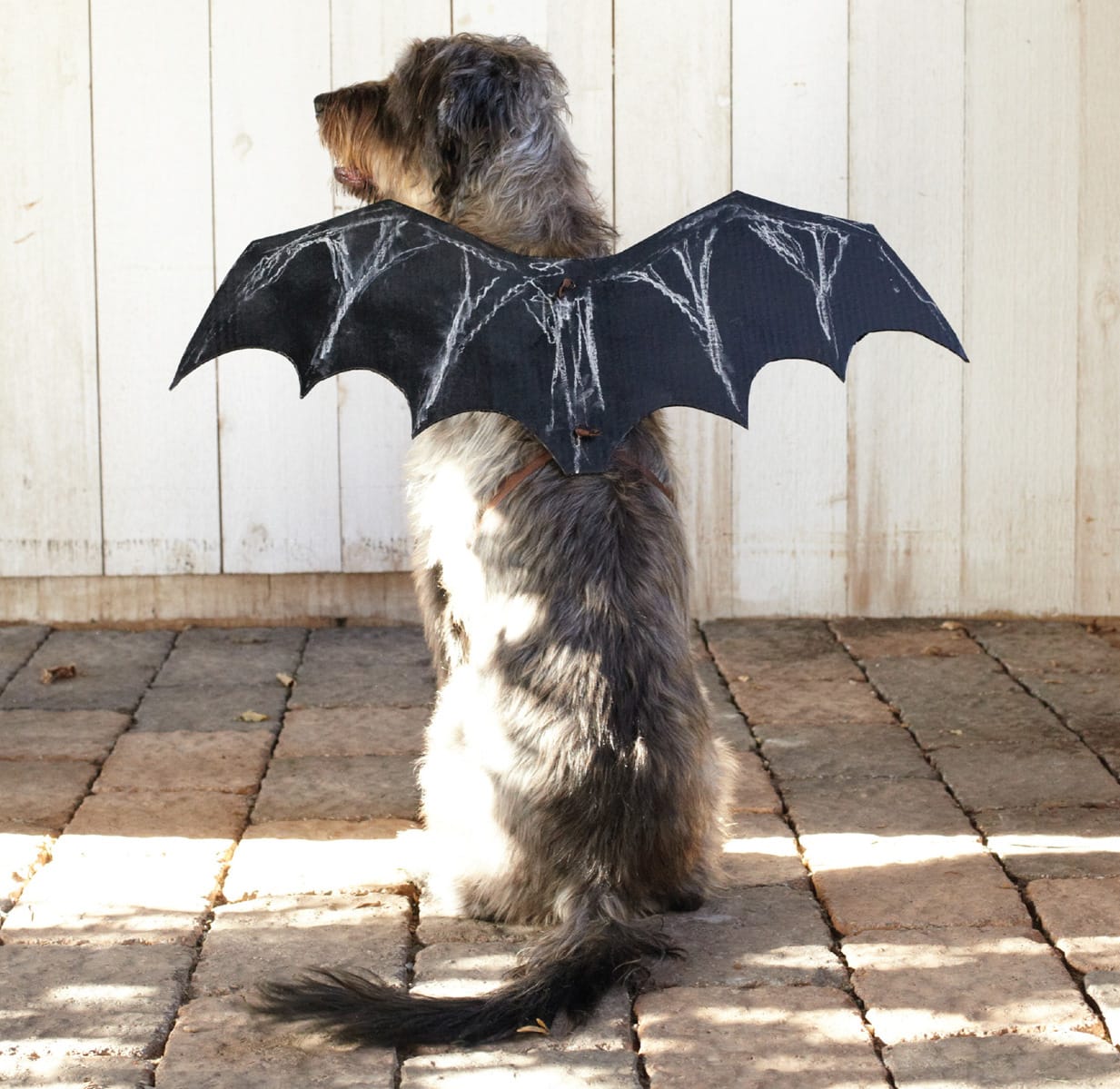 dog in a bat costume