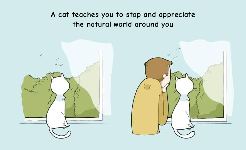 cats love staring out the window