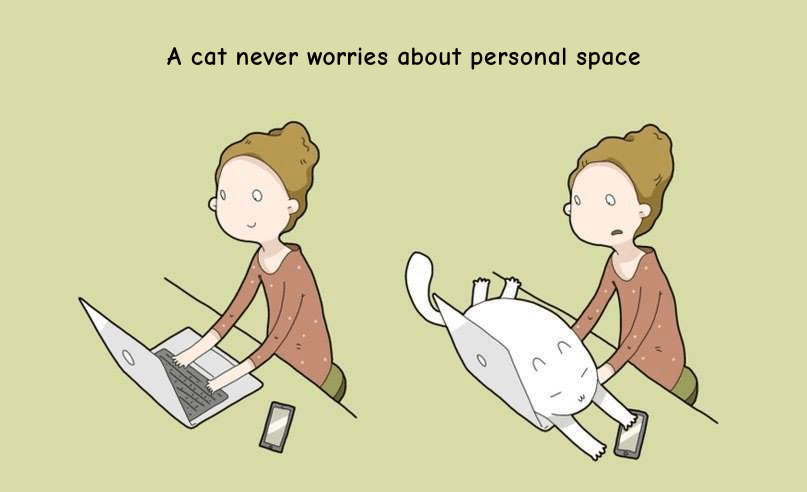 cats are all up in your personal space