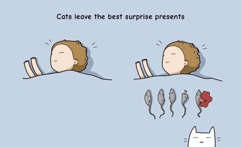 cats love to leave you dead mice at presents