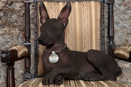 anubis dog breed