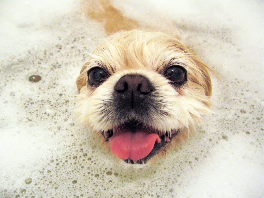 How To Get Your Dog To Enjoy Bath Time how-to-get-your-dog-to-enjoy-bath-time