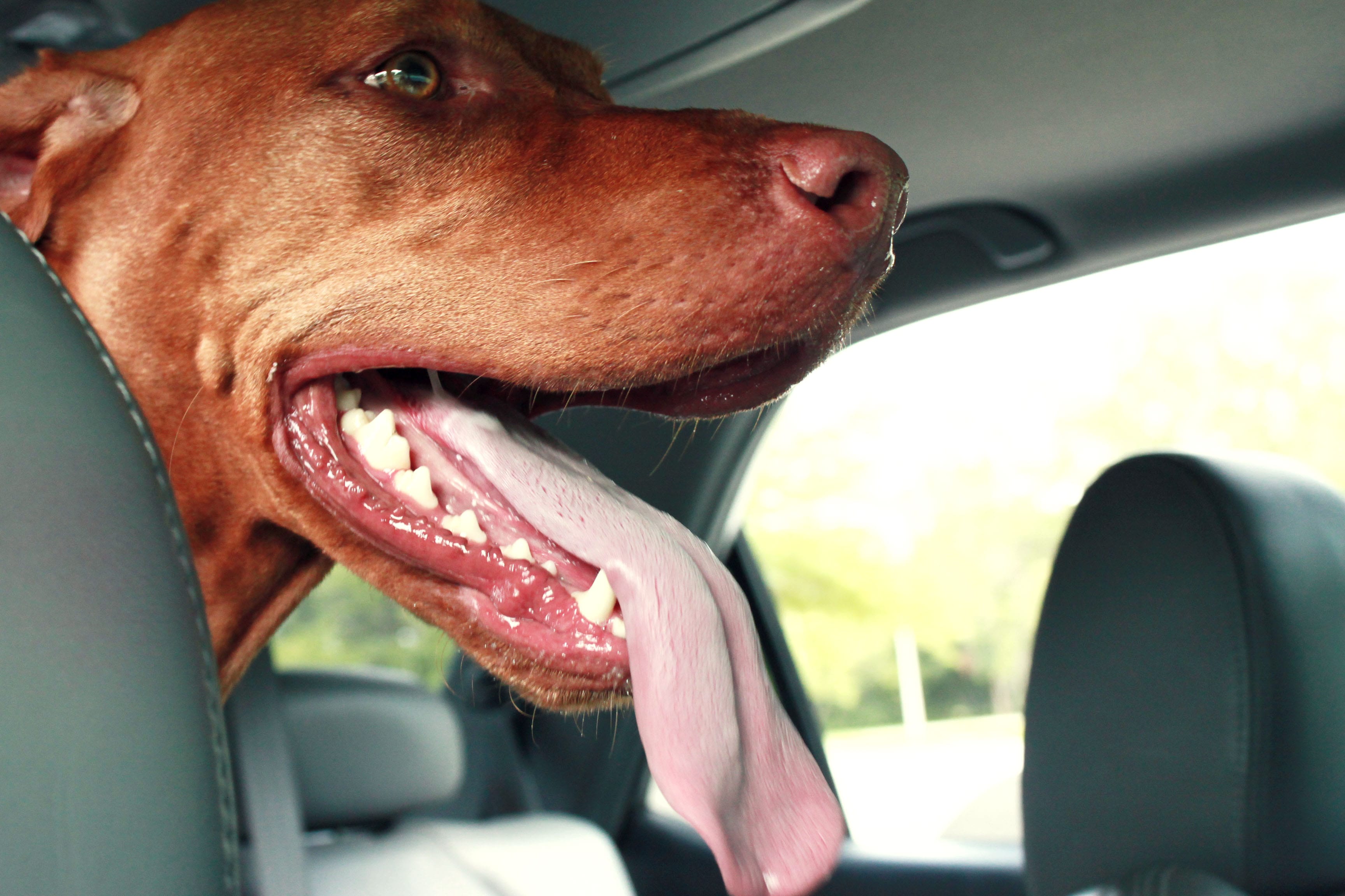 dog-days-of-summer-leaving-pets-in-cars