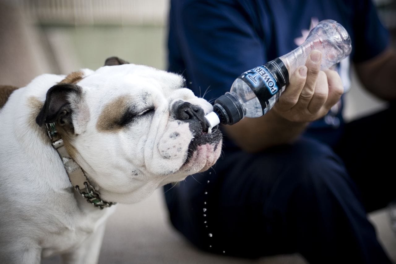 How Much Water Does Your Pet Need?