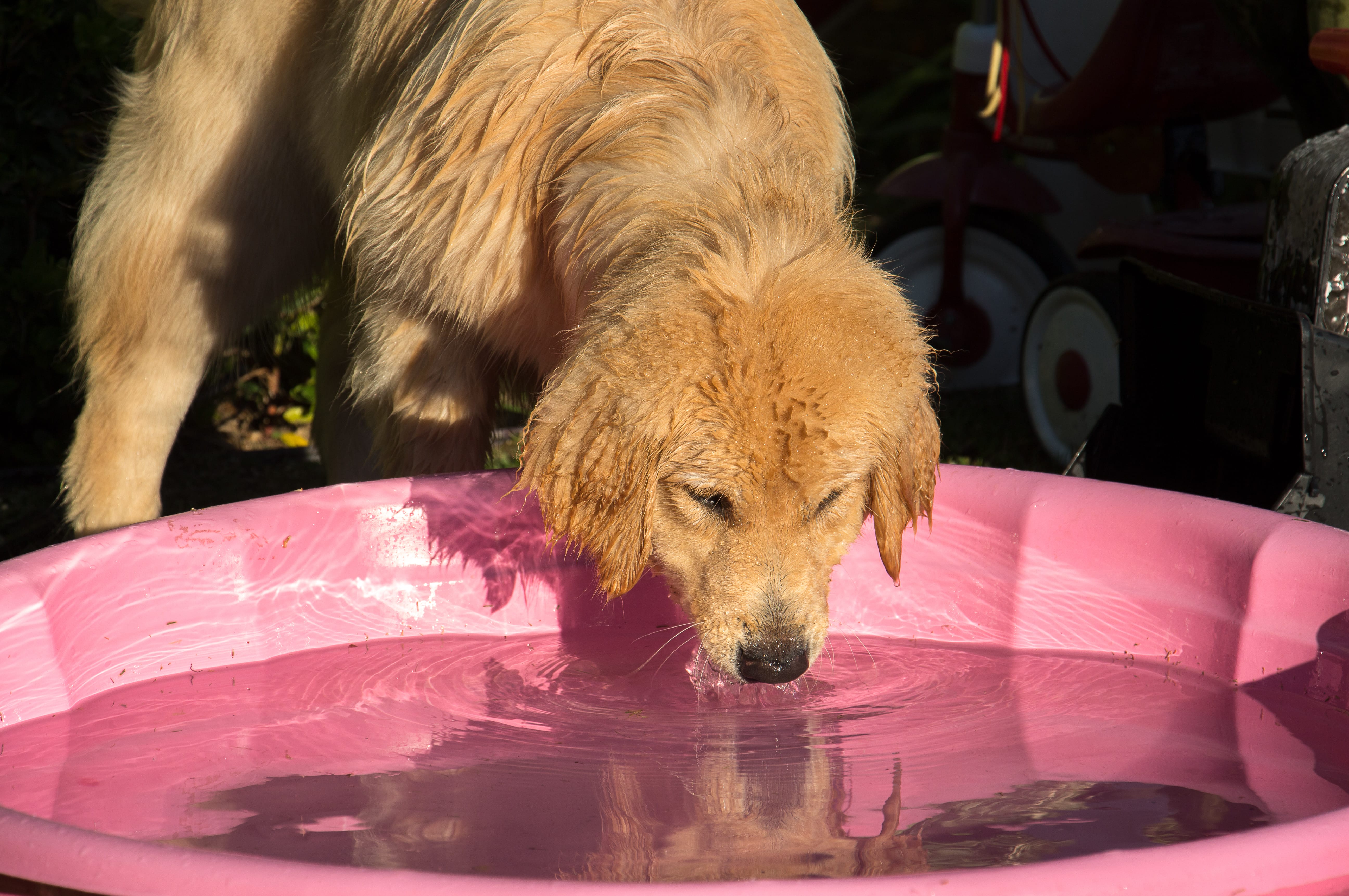 The Importance of Water for Our Pets: How much, Cats & Dogs