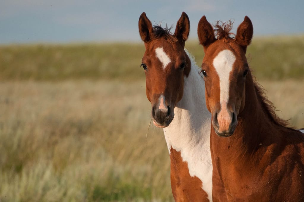 horses