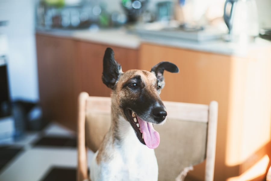 maintaining a pets dental health