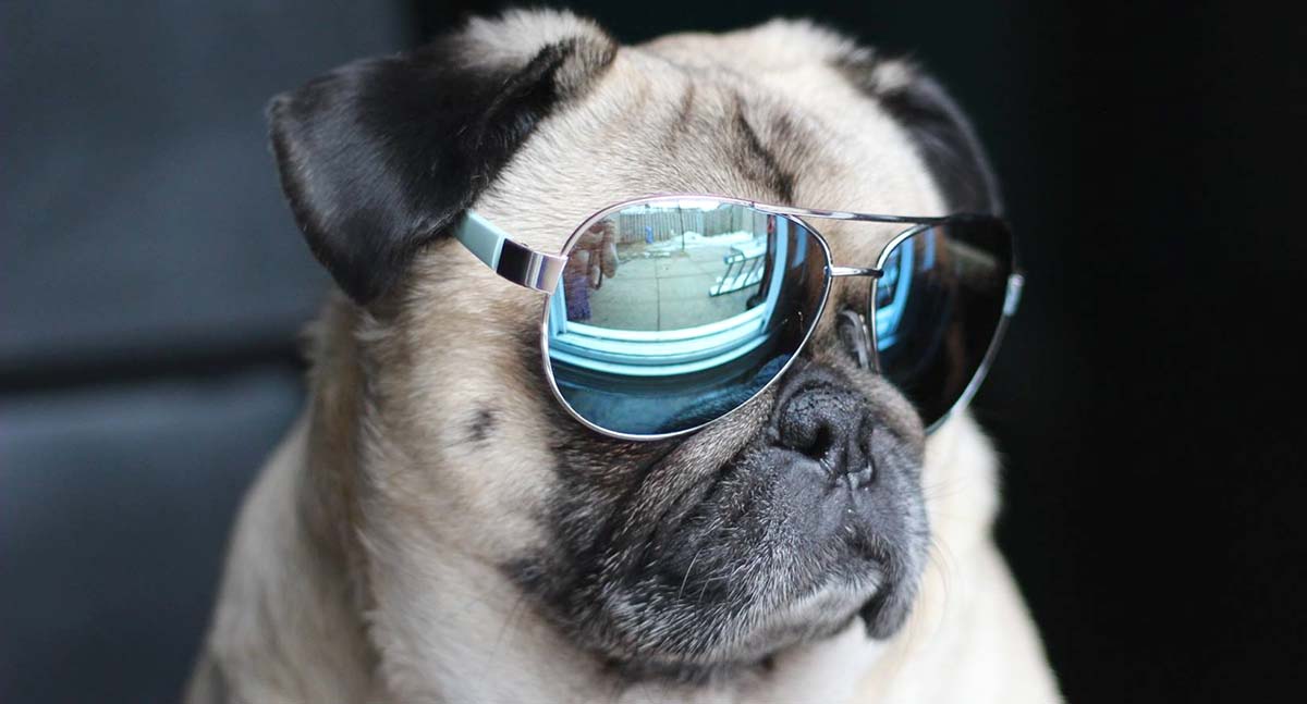 19 Reasons Why Atom the Pug is a Canine Action Star