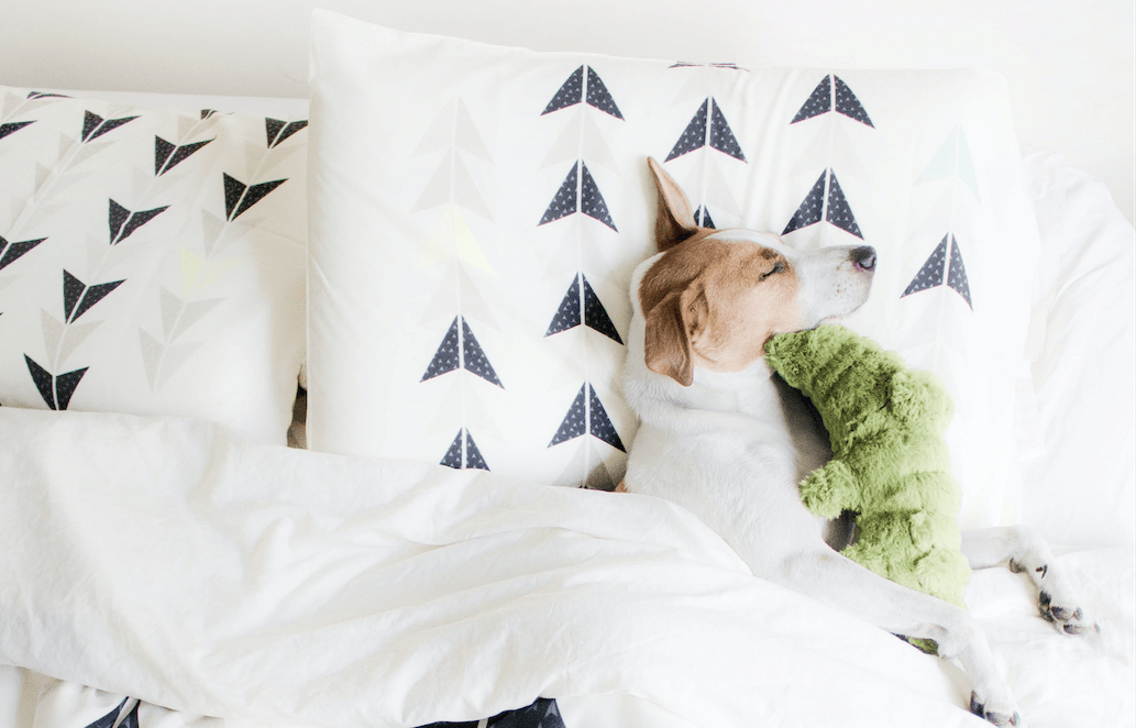 Cat Casas and Dog Decor: Pet-Friendly Bedroom Makeovers