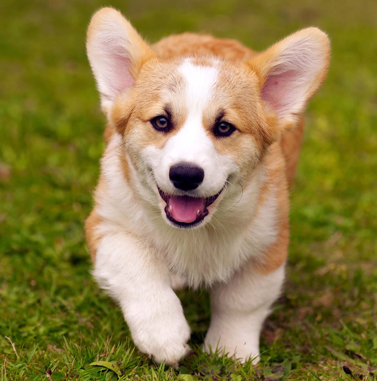 What should you name your new corgi dog