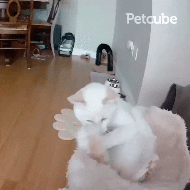 crazy cat catches tail on cat cam