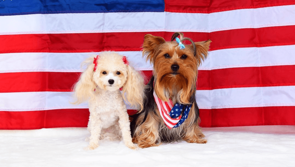 17 Patriotic Pets You Need to See This 4th of July