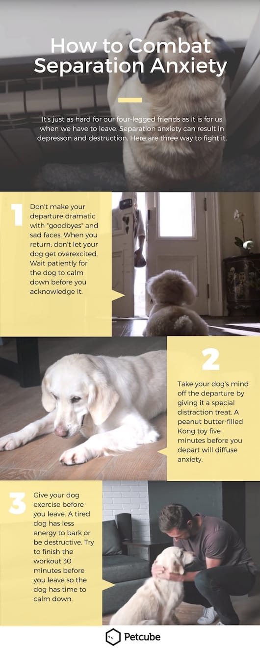 How to Ease Dogs' Separation Anxiety