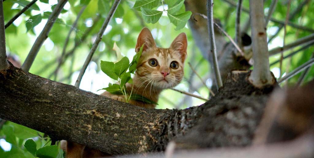 On the Hunt How to Curb Your Cat's Killer Impulses