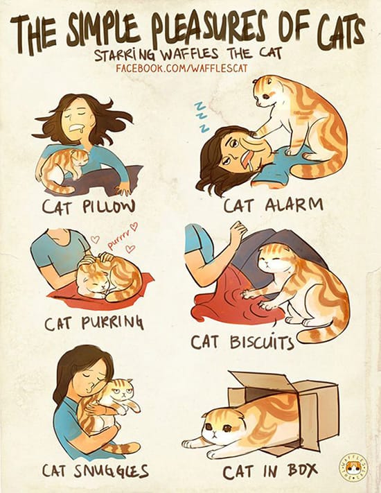 Simple pleasures of cats