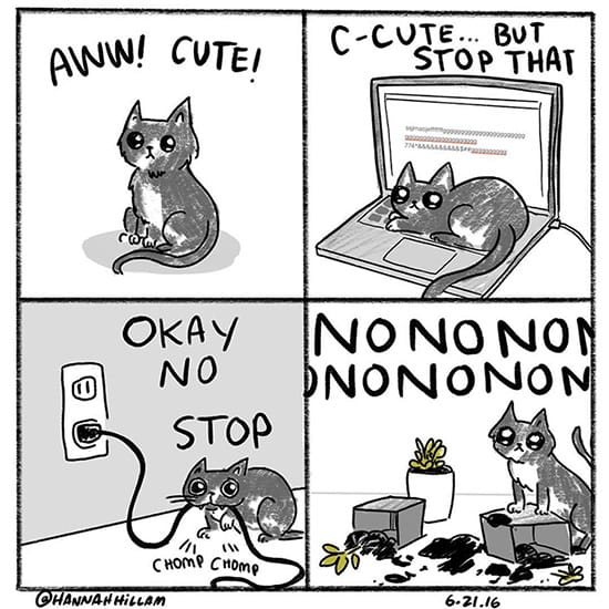 Cats can be very annoying