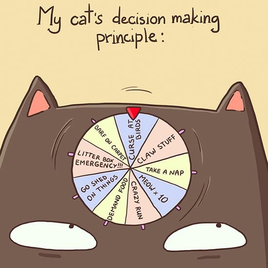 A cat's brain is like a spinning wheel game