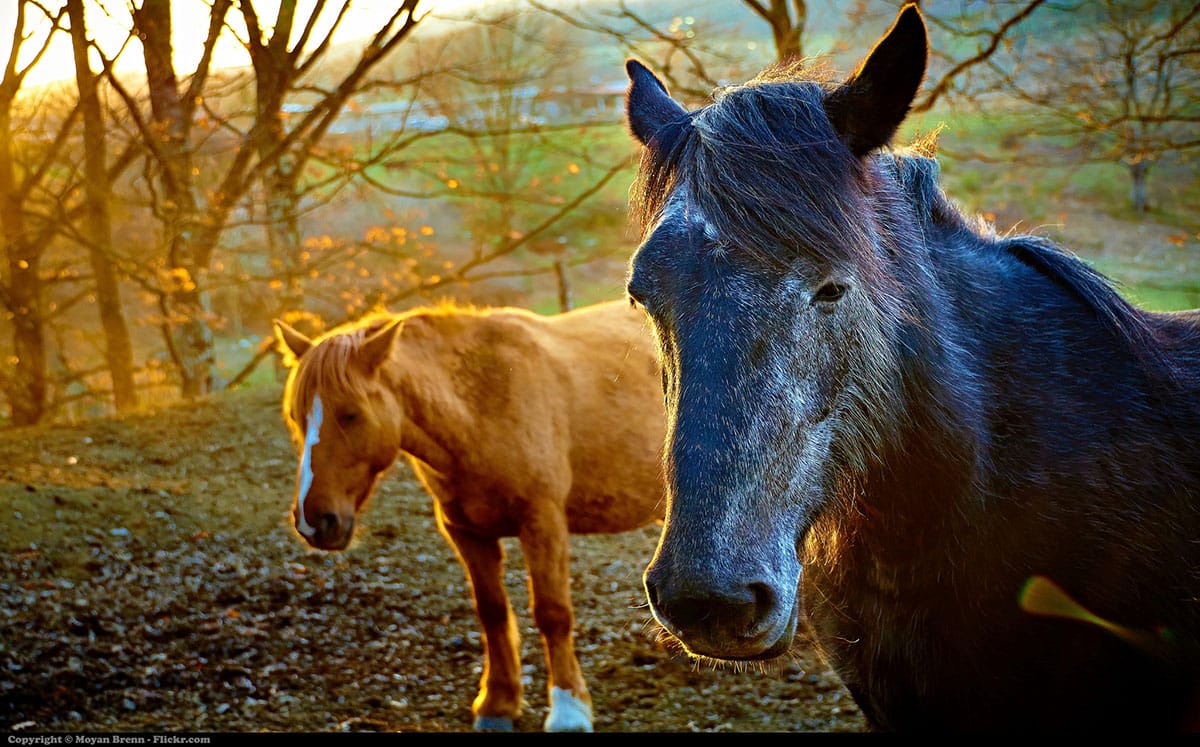 two horses