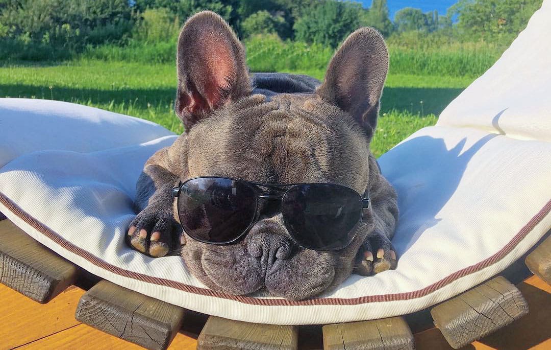 13 Reasons Why BalouBlue is the Chillest Dog in Town