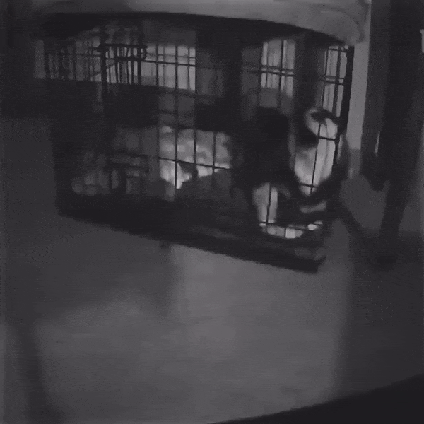 dog in kennel caught on camera