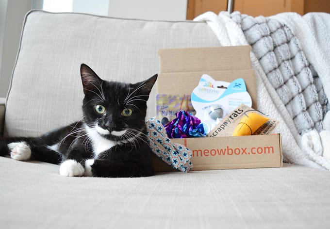 MeowBox box for cats