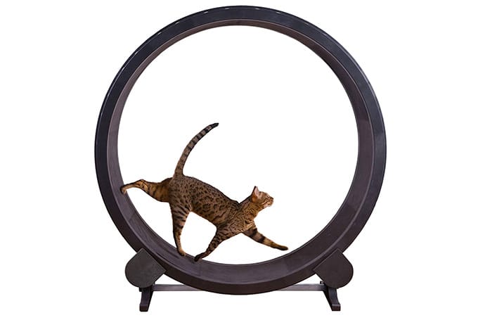 One Fast Cat Exercise Wheel