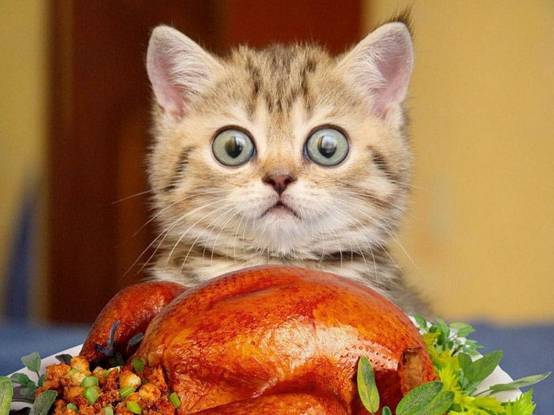 Photo of cat staring at the roasted turkey