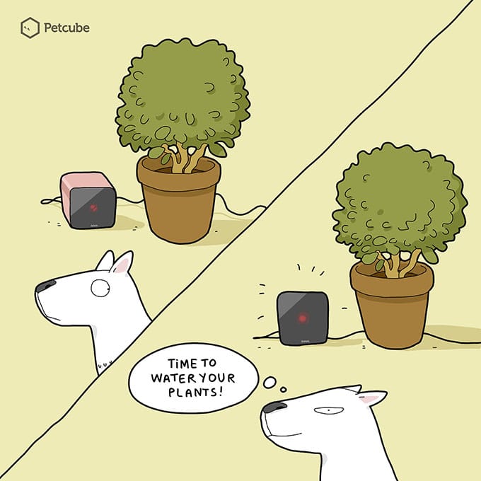 Dogs and Plants comics