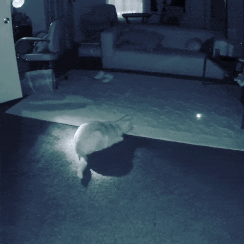cat and lazer on night vision