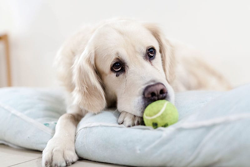 Photo of a cute old dog biting a tennis ball