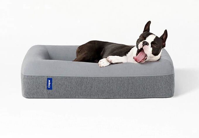 Photo of a yawning dog about to sleep on a Casper Dog Mattress