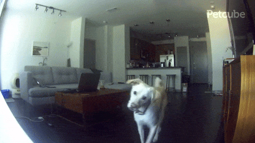 dog discovered a pet camera