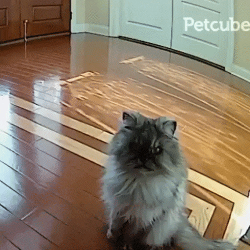 cat attacking Petcube