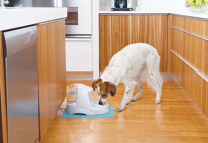 Photo of a dog drinking in a water fountain