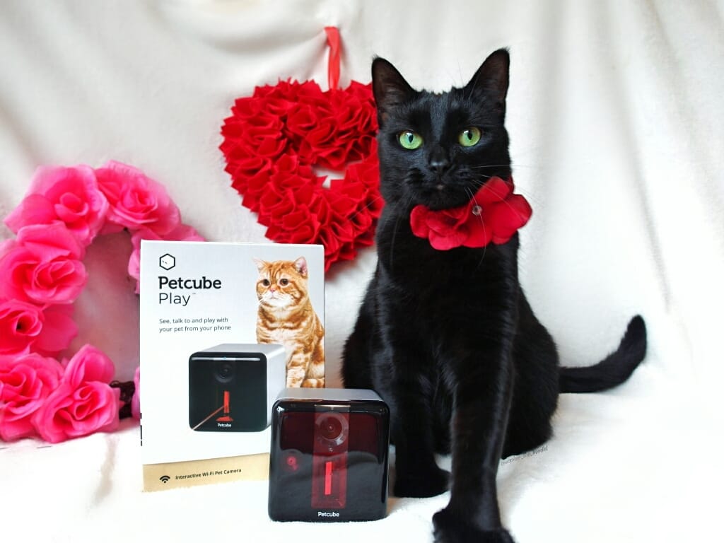 Valentine's Day with Sophie the Model