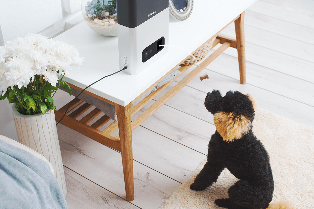 Pet Treat Cameras: a Hit for You and your Pet!