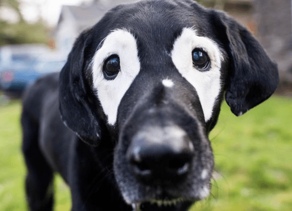 Find Out Why This Black Lab Suddenly Turned White
