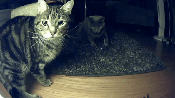 Ten Pets Who Totally Discovered The Pet Cam