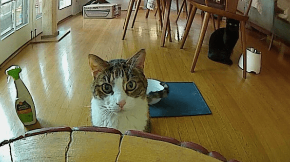 cat discovered a pet cam