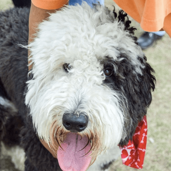 Goose The Sheepadoodle