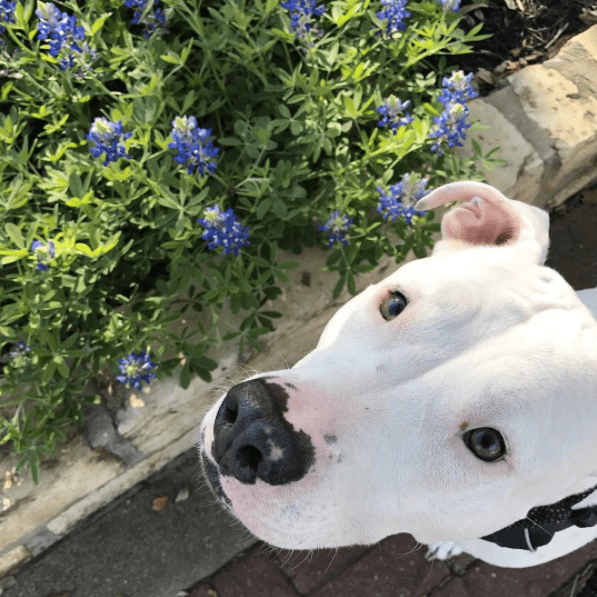 Bolt the Amstaff