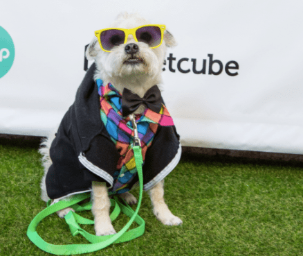 12 Famous Austin Insta-Pets You Need To Follow Right Now