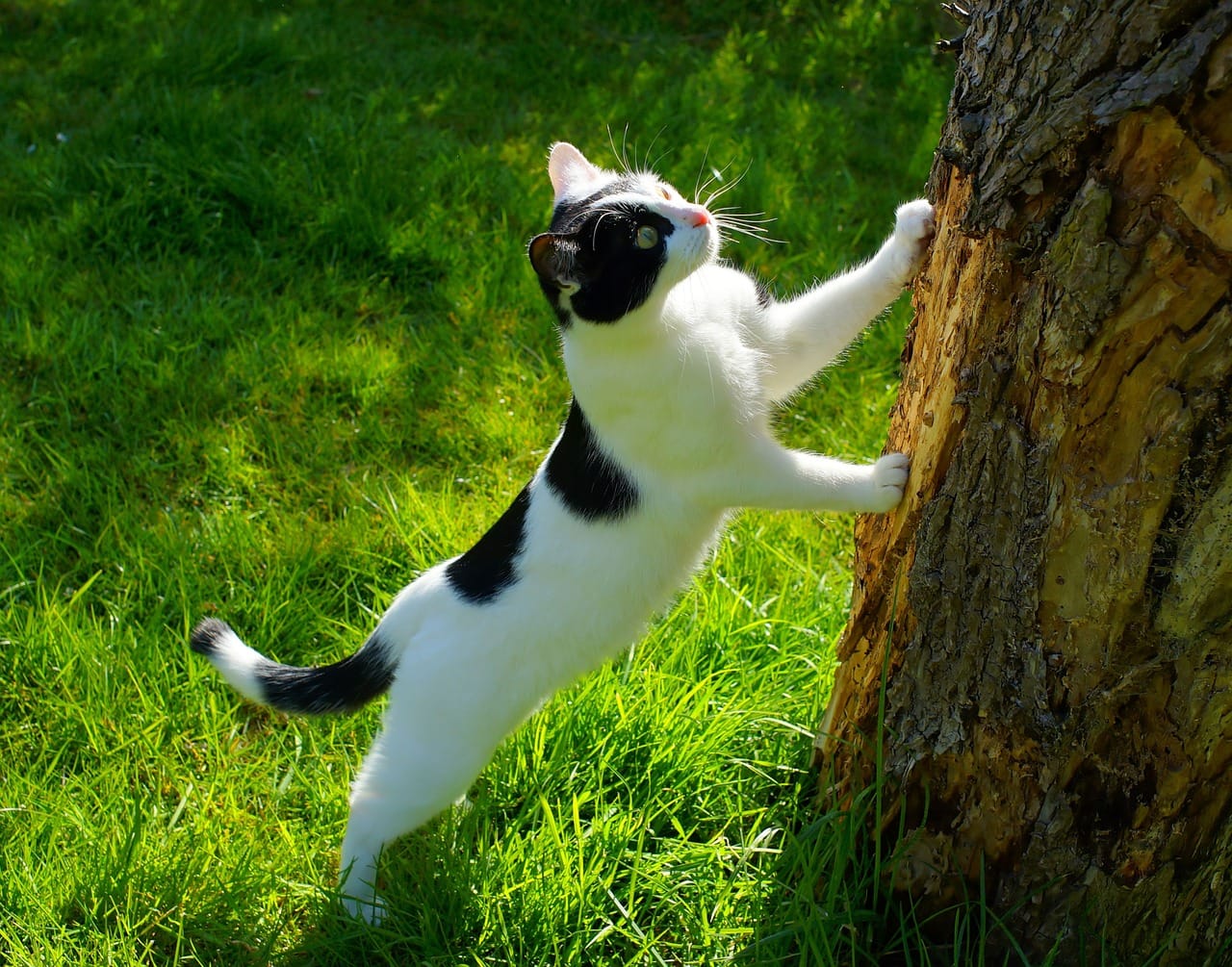 A cat and a tree