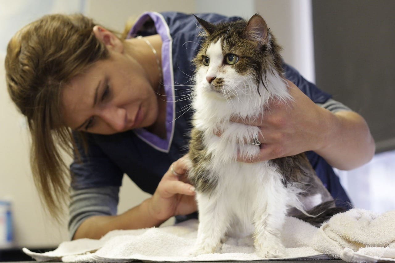 A cat being checked by a vet