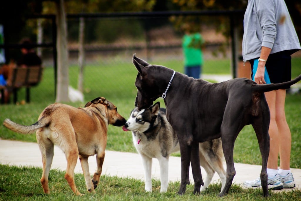 Three dogs in a dog park