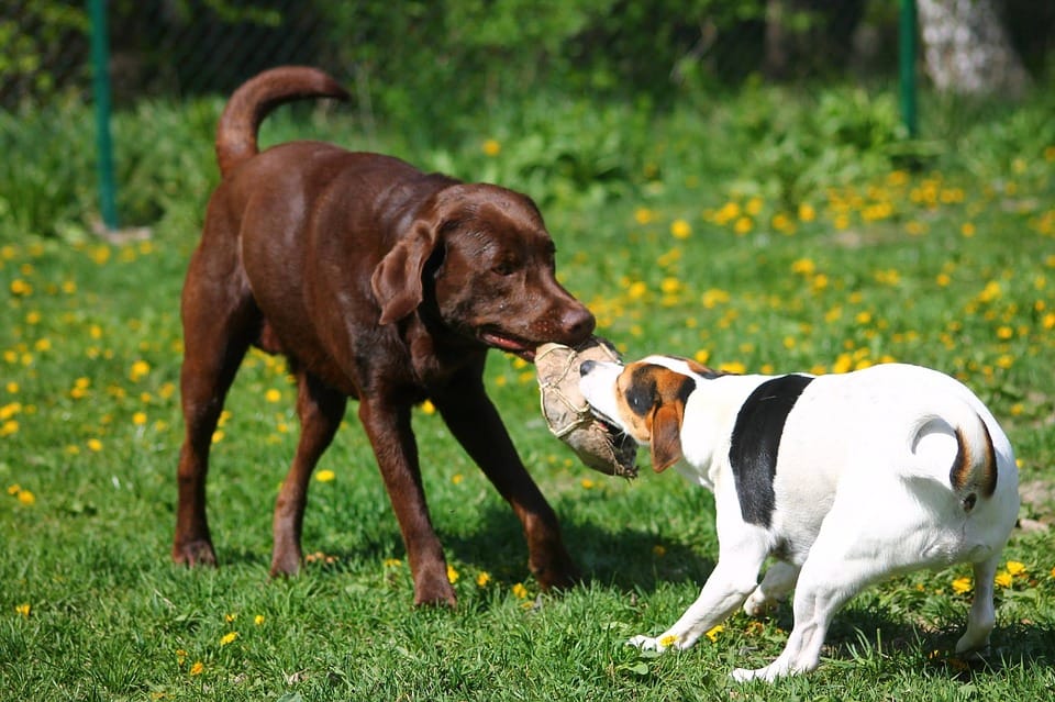 Two dogs playing with the ball outside