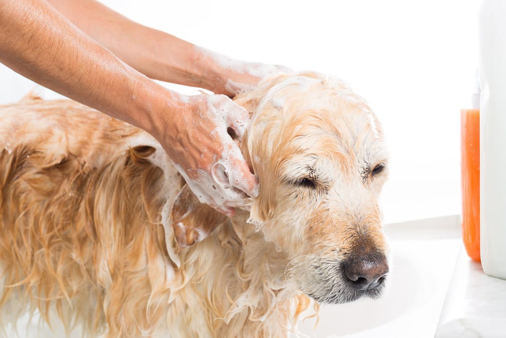 Washing a dog